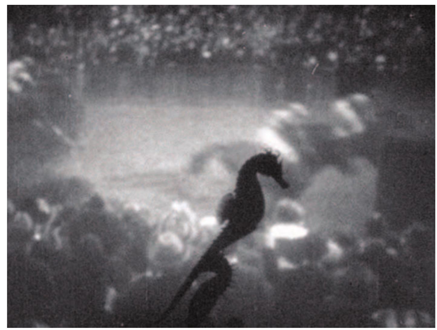 hallucinatory aspects of underwater cinematography, microcinematography, ultramicrocinematography, and slow-motion and time-lapse cinematography, such as the salt and other particulate matter illuminated like a starry sky against the dark backgrounds of the aquariums, the striking patterns and ‘strange figures’ of pigmentation in seahorse skin viewed under high magnification, and the cataclysmic spasms of a juvenile seahorse’s heart beat shown in slow-motion, underscore the new kinds of beauty revealed through the prowess of the cinematic eye and its expansion of the limits of perception in space and time. The epistemological and aesthetic impulses to make new discoveries, to see and know more, ‘to penetrate deeply into the tissue of reality’ as if the camera were a surgeon’s scalpel (Benjamin 2010[1935]: 29), authorize a certain violence — what the pioneer in modern scientific experimental method Claude Bernard described as ‘experiments by destruction’ (Bernard, 1898[1865]: 17; Cartwright, 1995: 17-46).1° 