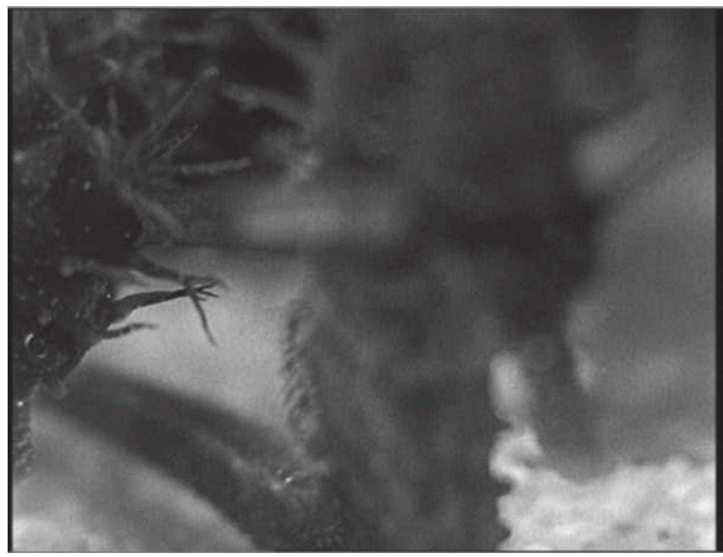 Figure 6 Amour flou: fleeting images from The Seahorse (1935). © Les Documents Cinématographiques, Paris. 