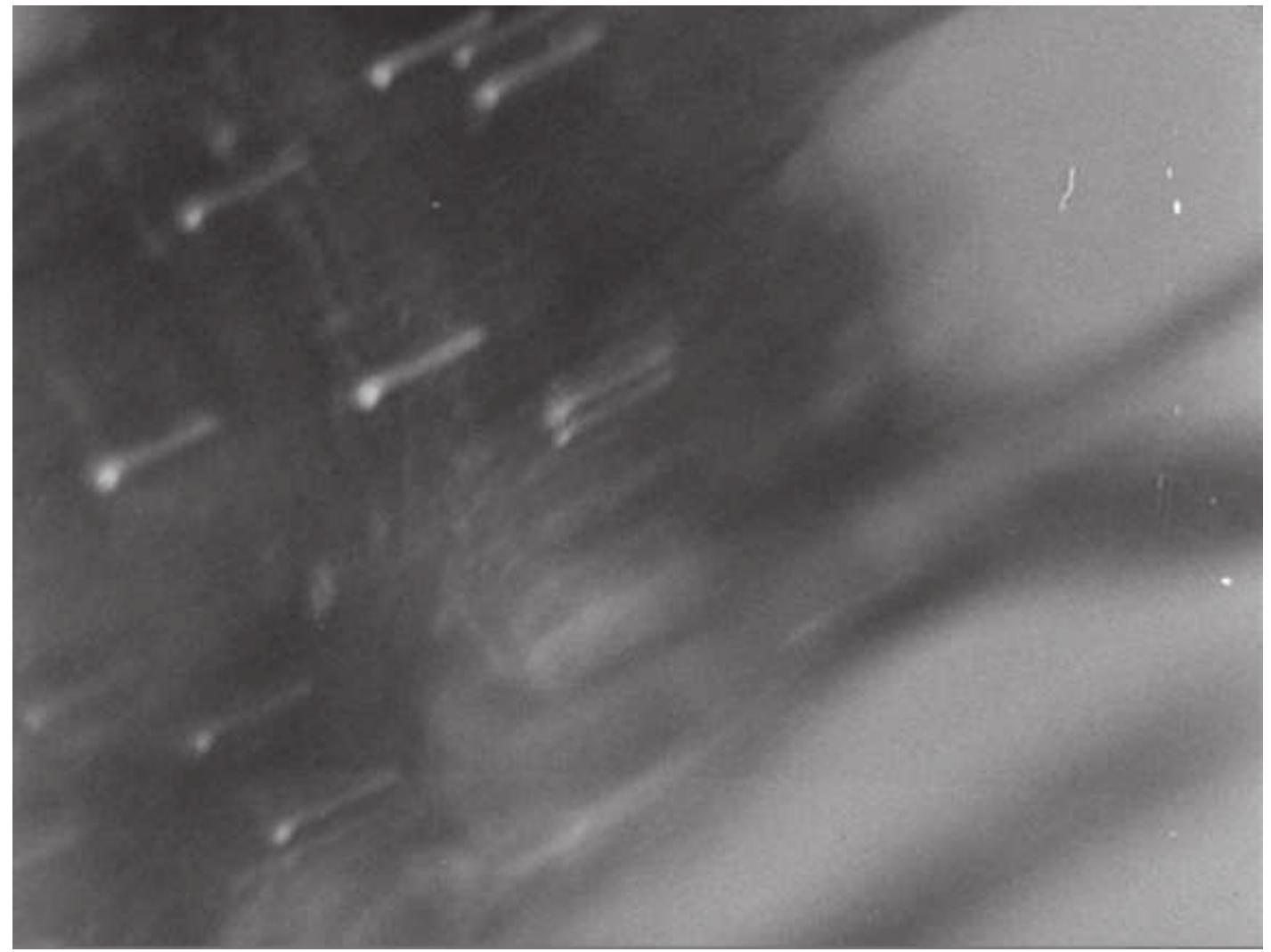 Figure 7 Amour flou: close-up. Frame capture from The Seahorse (1935) © Les Documents Cinématographiques, Paris. 