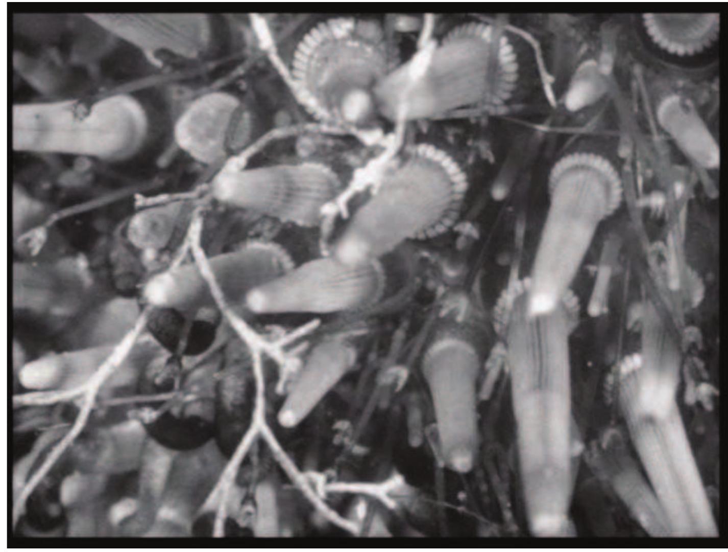 Upon its release in 1929, the critic Emile Vuillermoz (1929: 6) wrote of the film, ‘No other spectacle gives a more unsettling sense of the relativity of our sensations.’ The experience is both a humbling confrontation with the limits of our faculties of perception and an incitement of awe and wonder at the new worlds revealed by the film. Sea Urchins respects and sustains an ambiguity productive to critical reflection. The closer and more intensely one looks, the more one is potentially ungrounded and set adrift into wholly other realms of experience. The film’s images present the fantastic, 