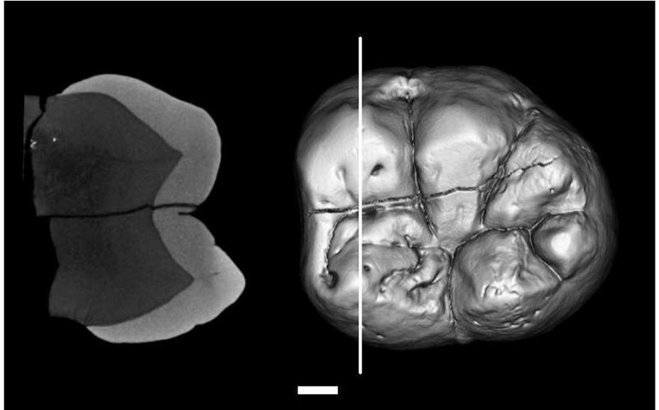 Metaconid (PDF) A new great ape from the late Miocene of Turkey