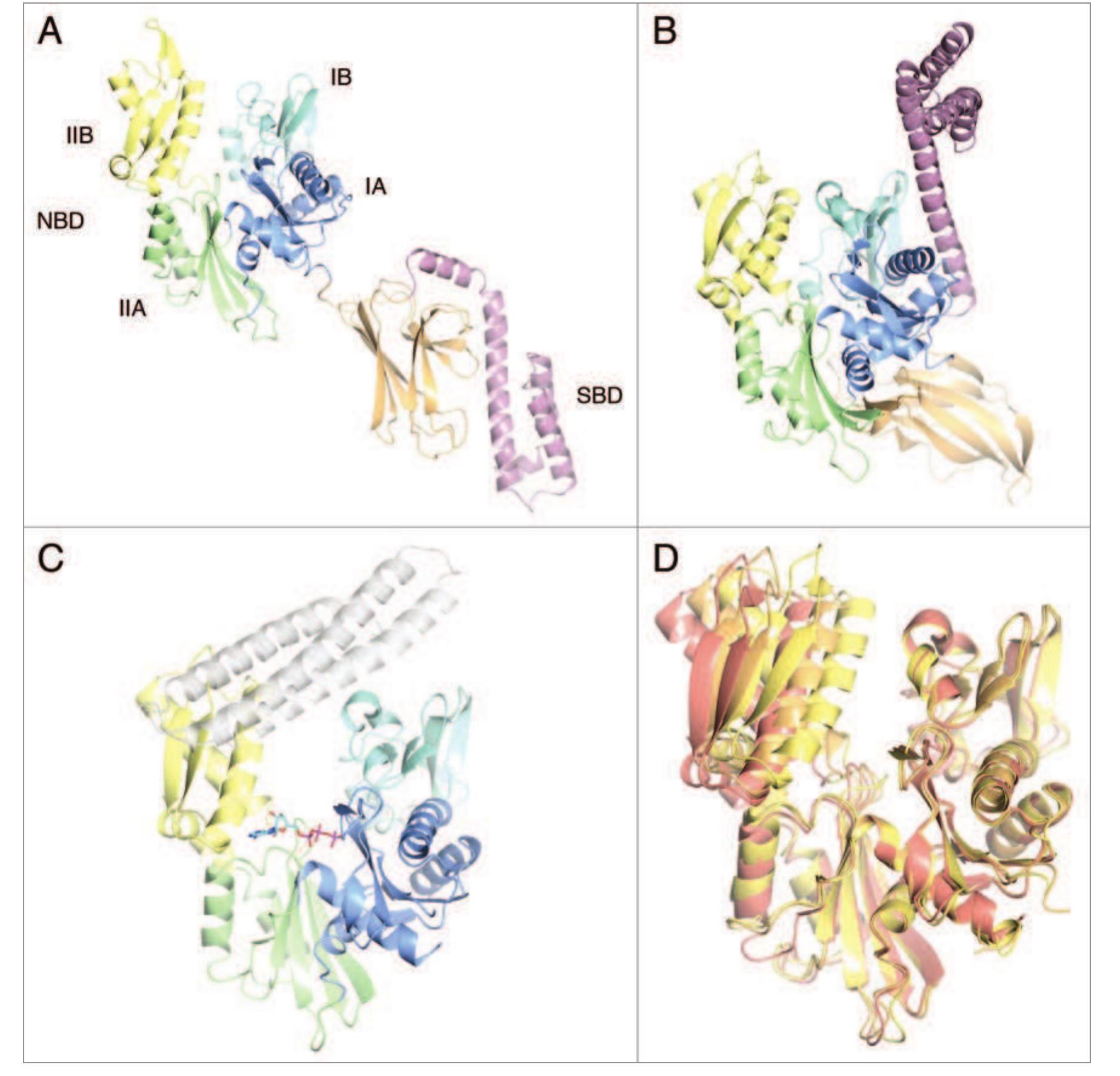 Structure and function of members of the hsp70 family. (a)
