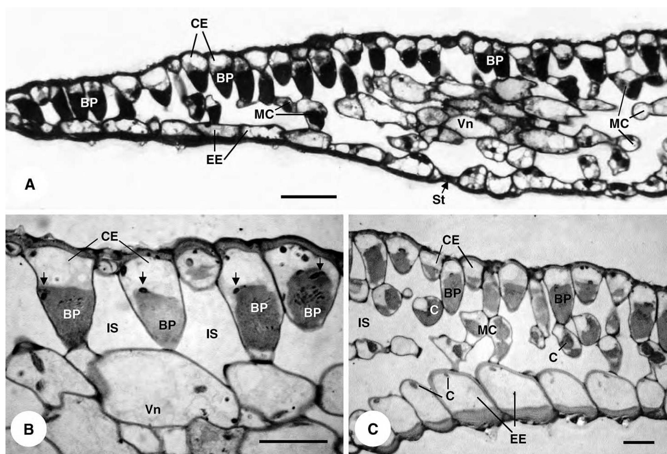 Microphyll Function (PDF) Bizonoplast, a unique chloroplast in the epidermal cells of ...