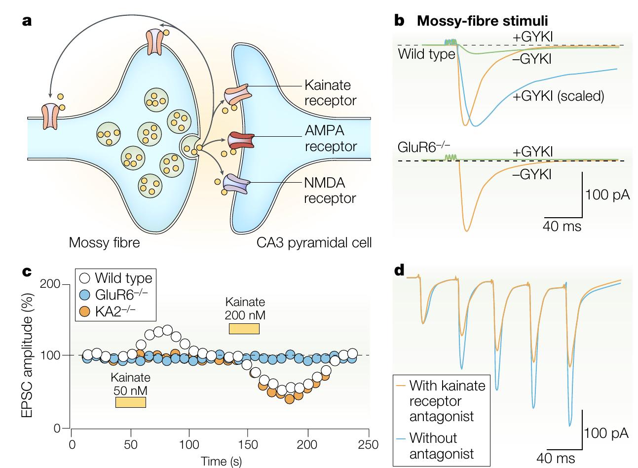 (PDF) Roles and rules of kainate receptors in synaptic transmission