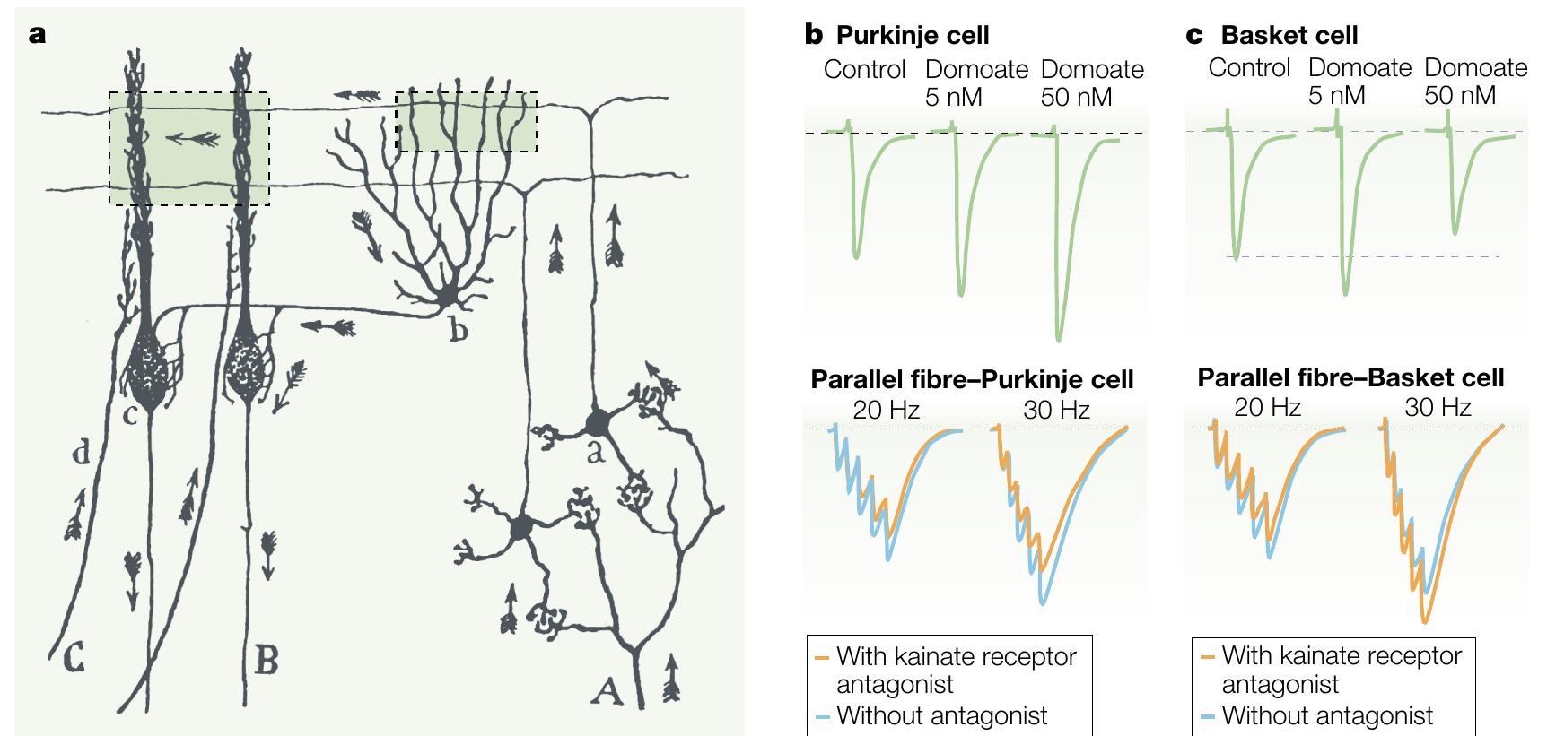 (PDF) Roles and rules of kainate receptors in synaptic transmission
