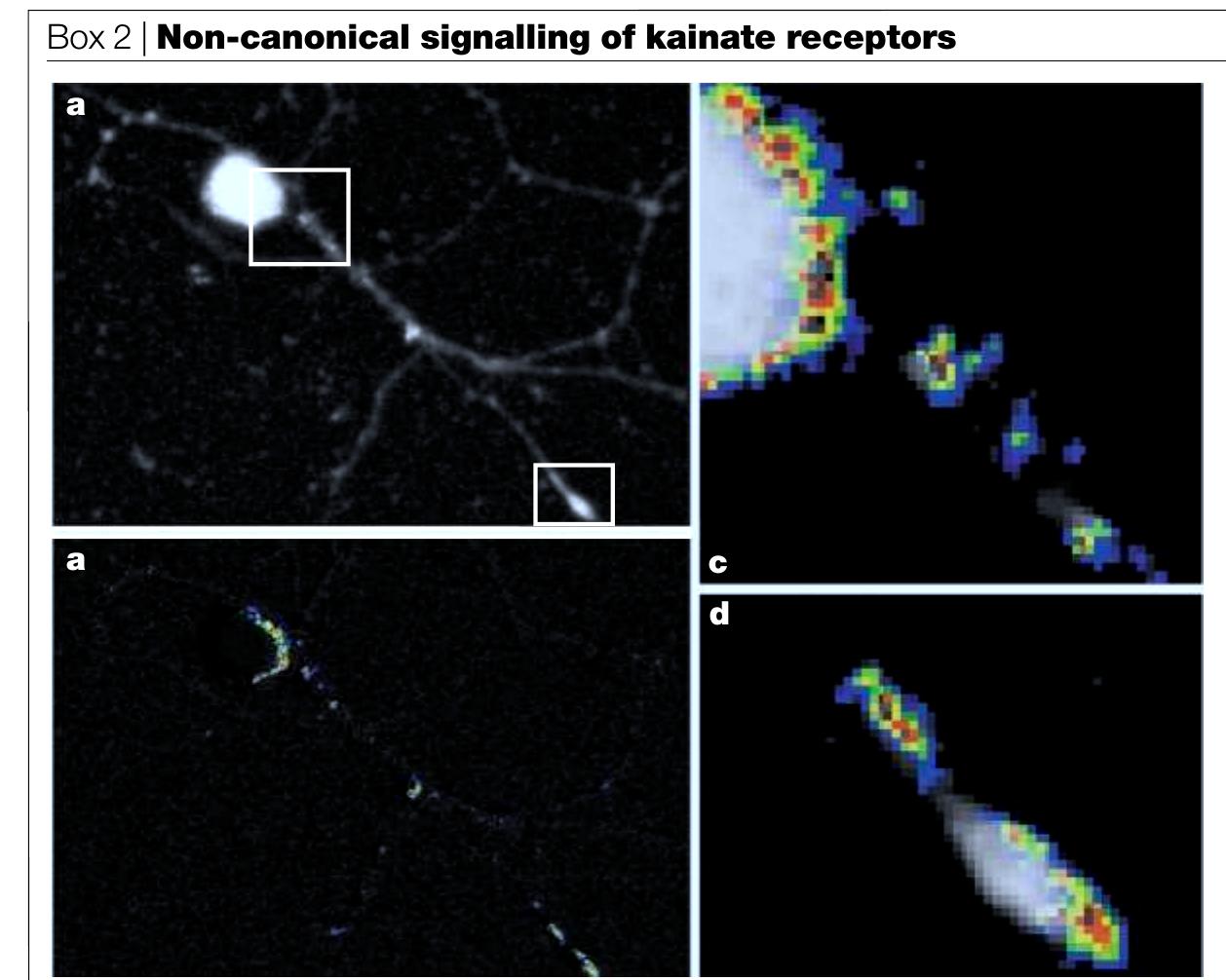 (PDF) Roles and rules of kainate receptors in synaptic transmission