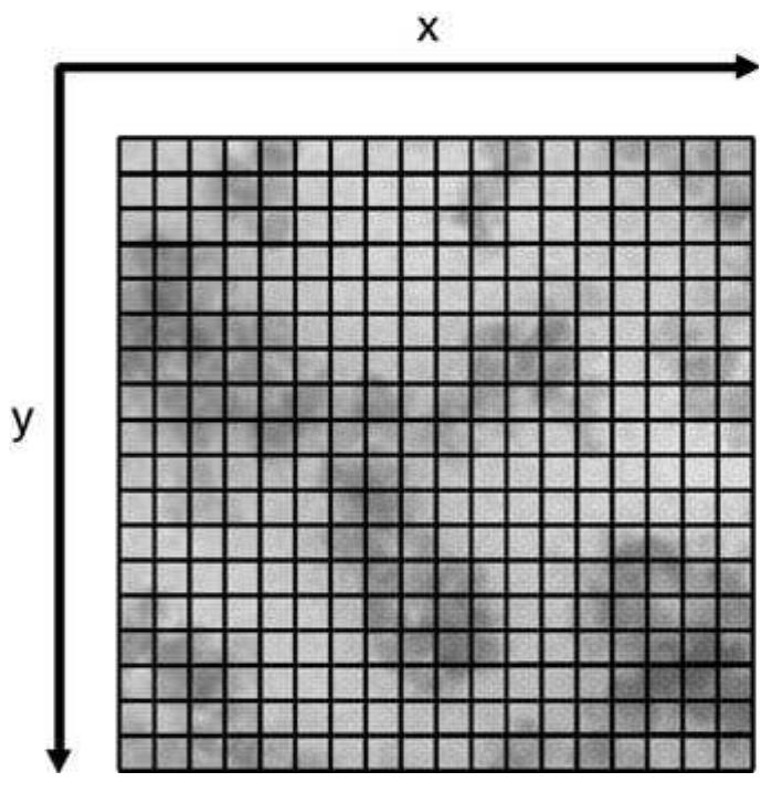 Figure 1.5. Spatial sampling of the image  When the digitalised image is saved, each successive step must be referred to the magnification of the original image. Choosing an appropriate calibration scale, each  1.4.3 Image Analysis 