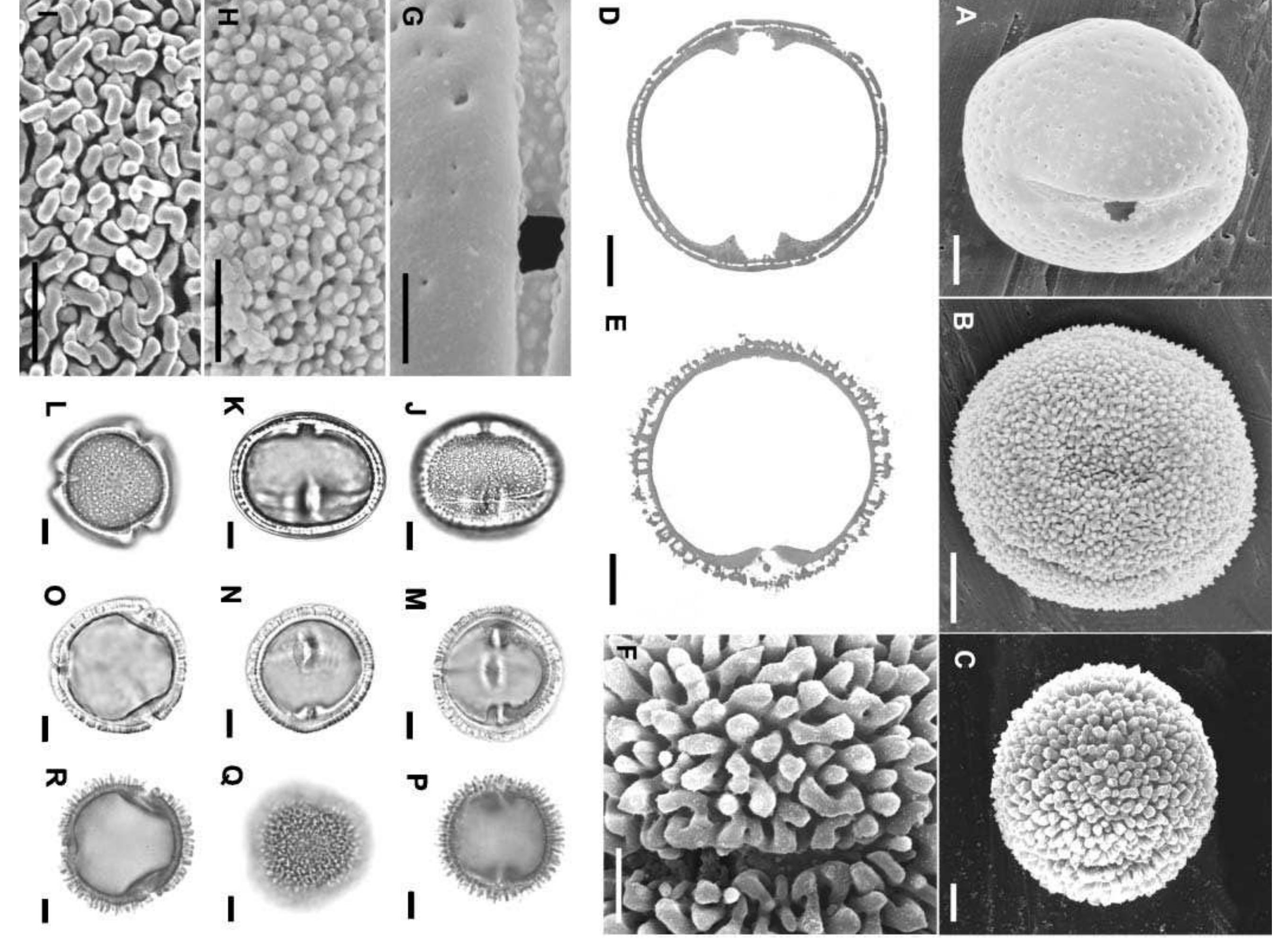 Figure 3 - Pollen morphology and systematics of Burseraceae