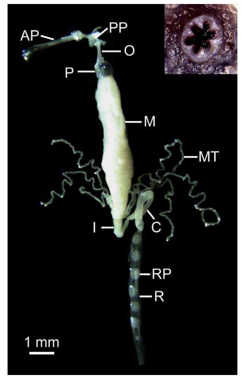 (PDF) Ultramorphology of the proventriculus in Panorpidae and ...
