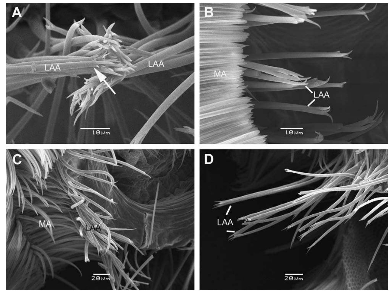 ‘ig. 4. micrographs of the proventriculus in panorpidae. (a)