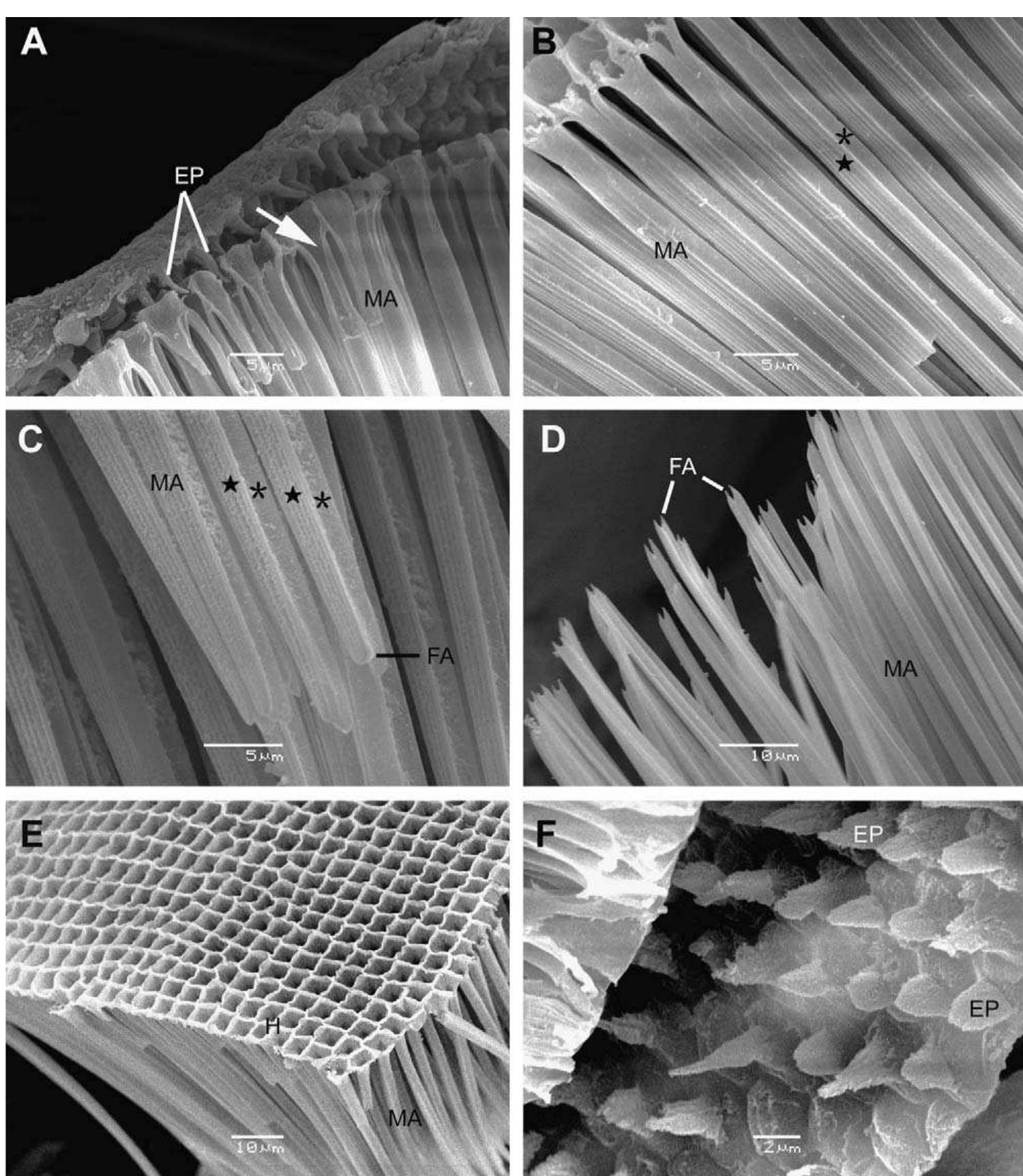 (PDF) Ultramorphology of the proventriculus in Panorpidae and ...