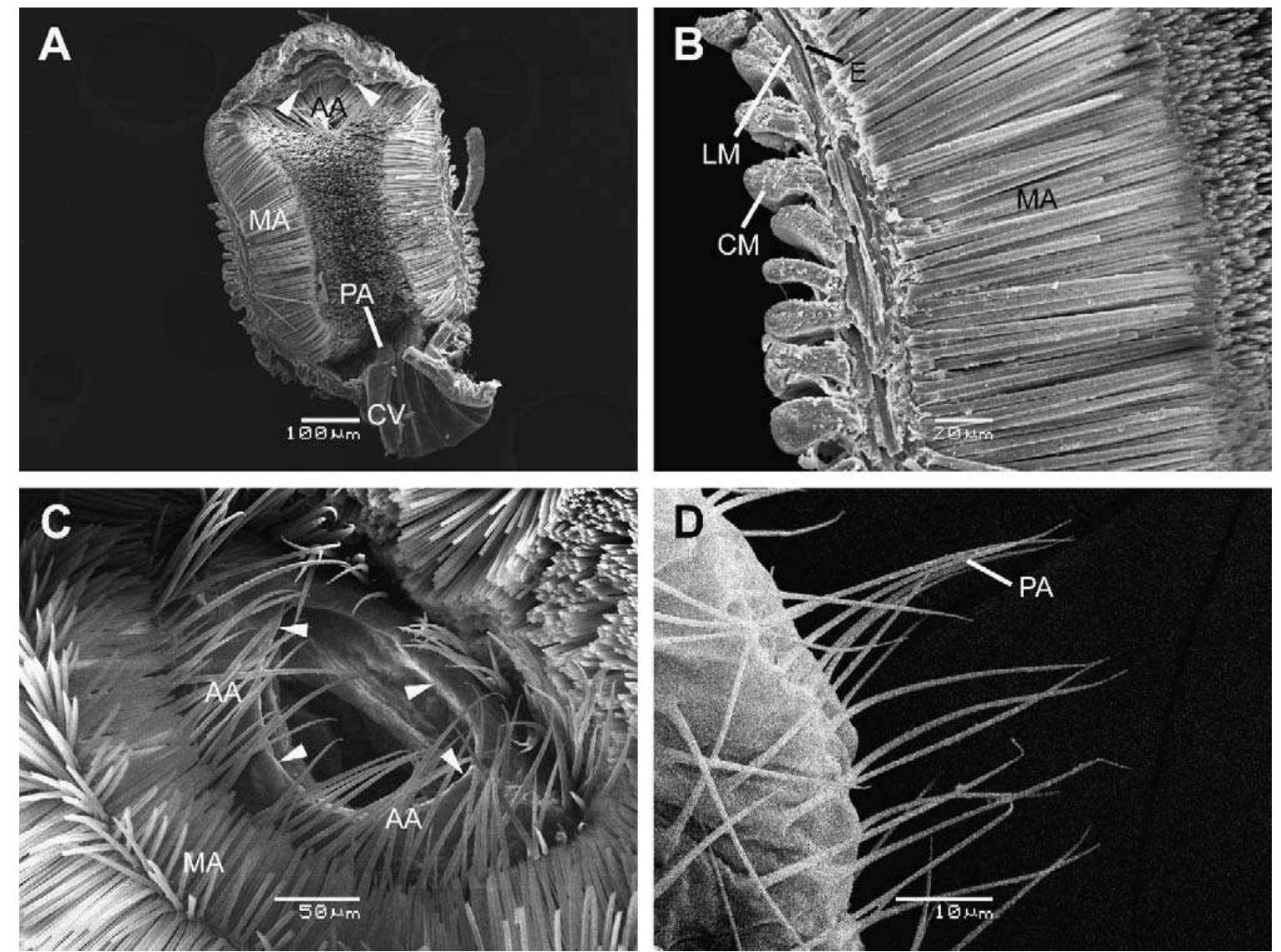 (PDF) Ultramorphology of the proventriculus in Panorpidae and ...