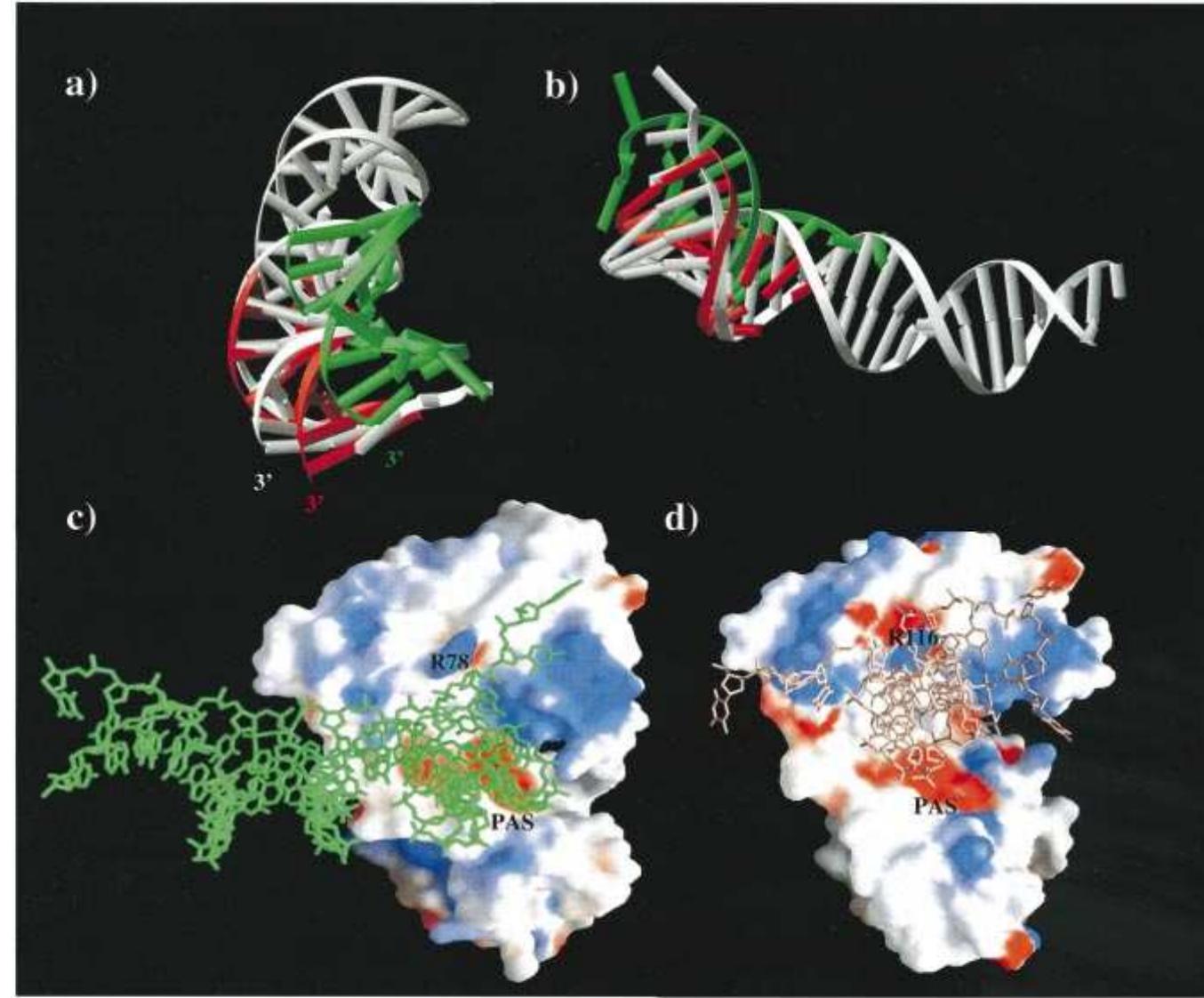 (PDF) Crystal structures of an N-terminal fragment from moloney murine ...