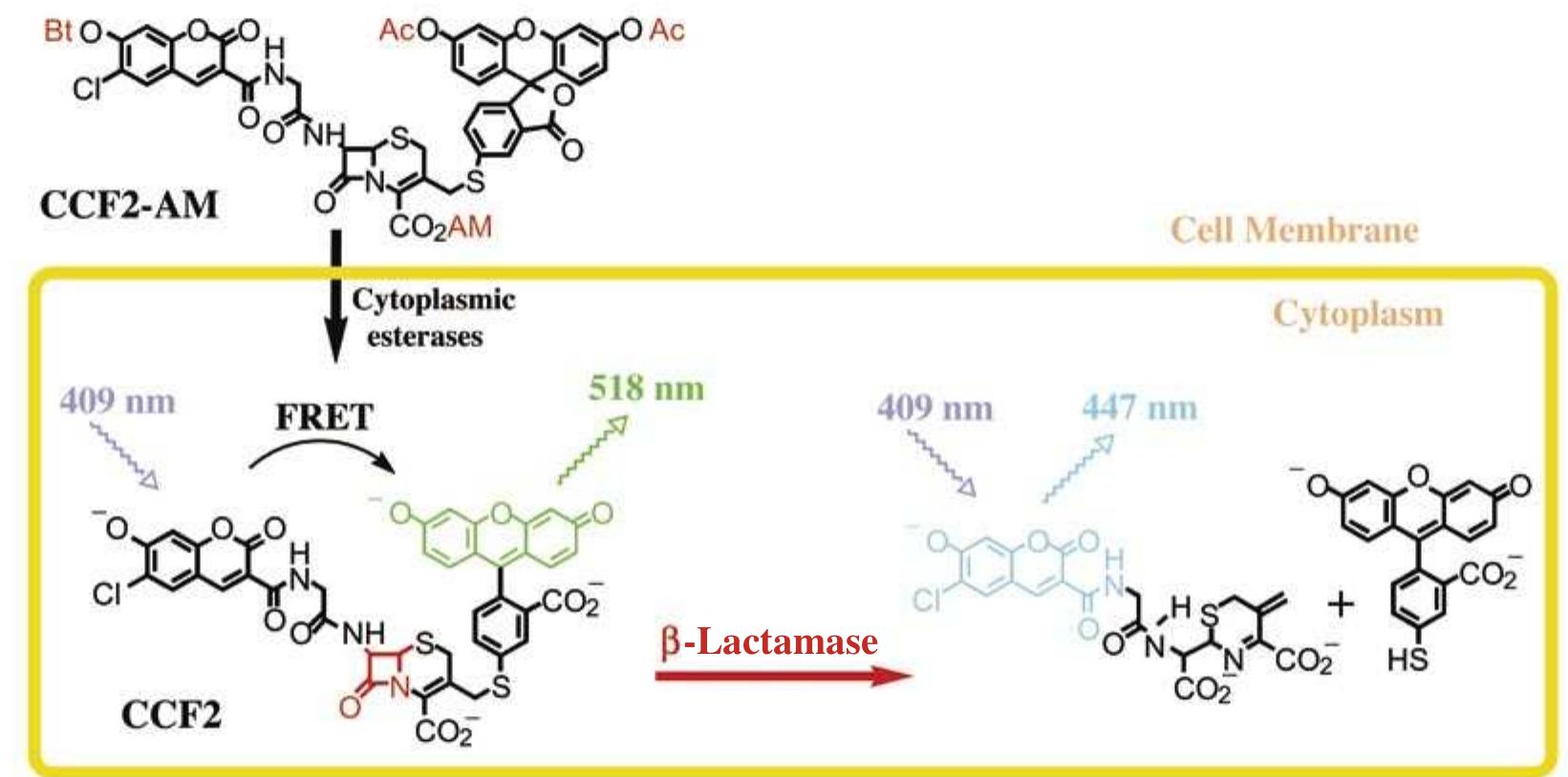 Ccf2 Frame Illustration of the b-lactamase reporter system. after an