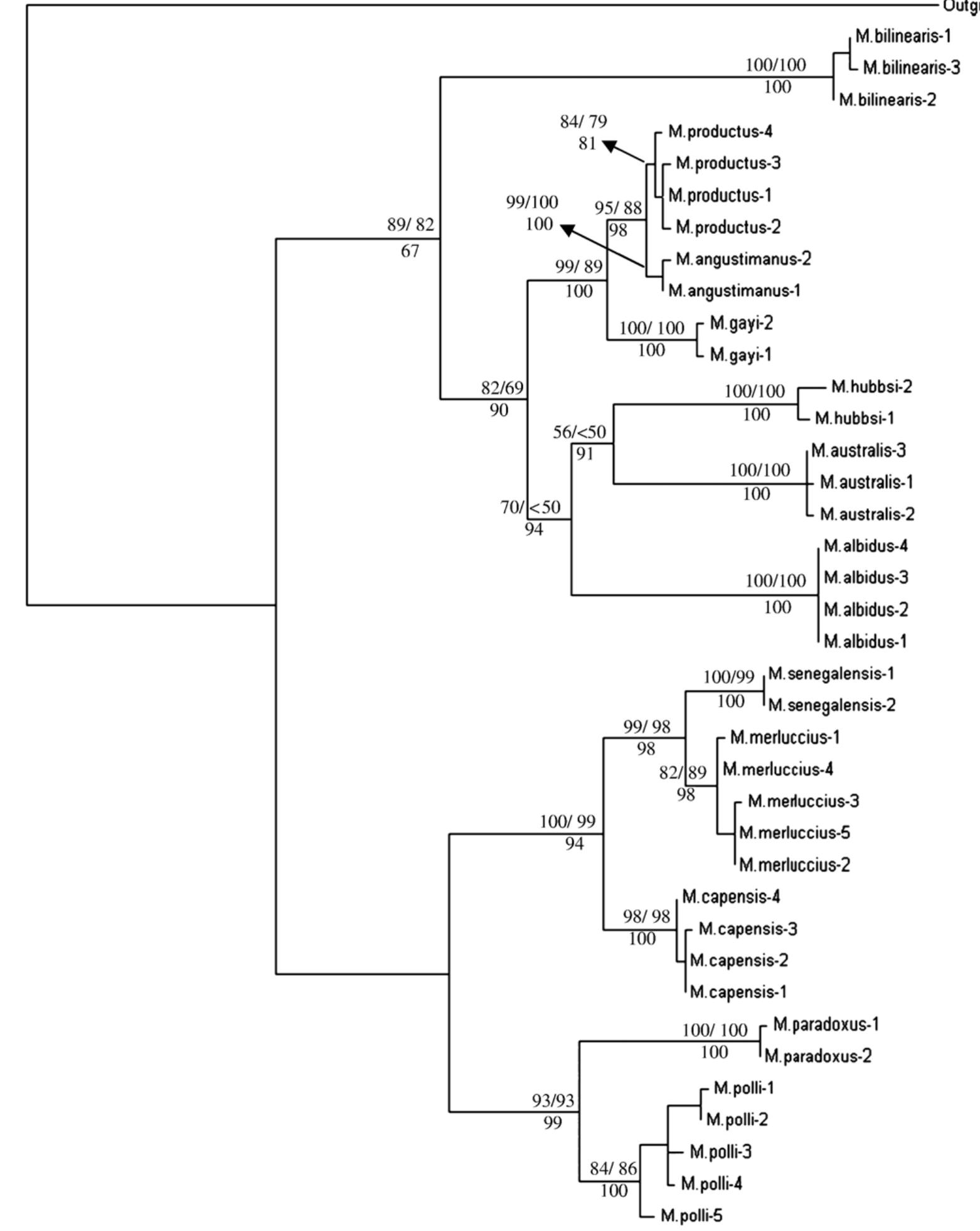 Ml tree topology for merluccius species based on the