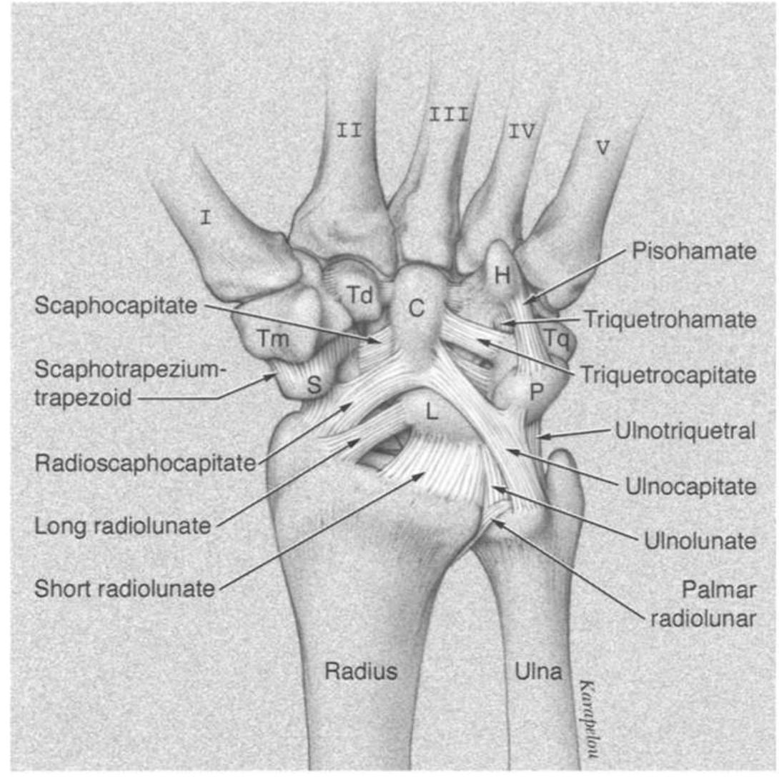 Scaphoid Multangular Joint (PDF) Scaphoid anatomy and mechanics: update and review