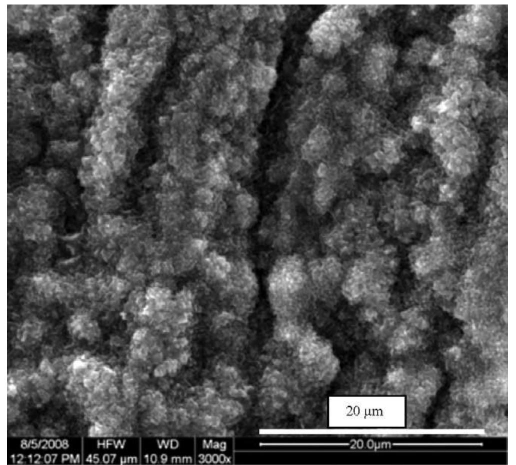Scanning electron micrograph showing surface morphology of