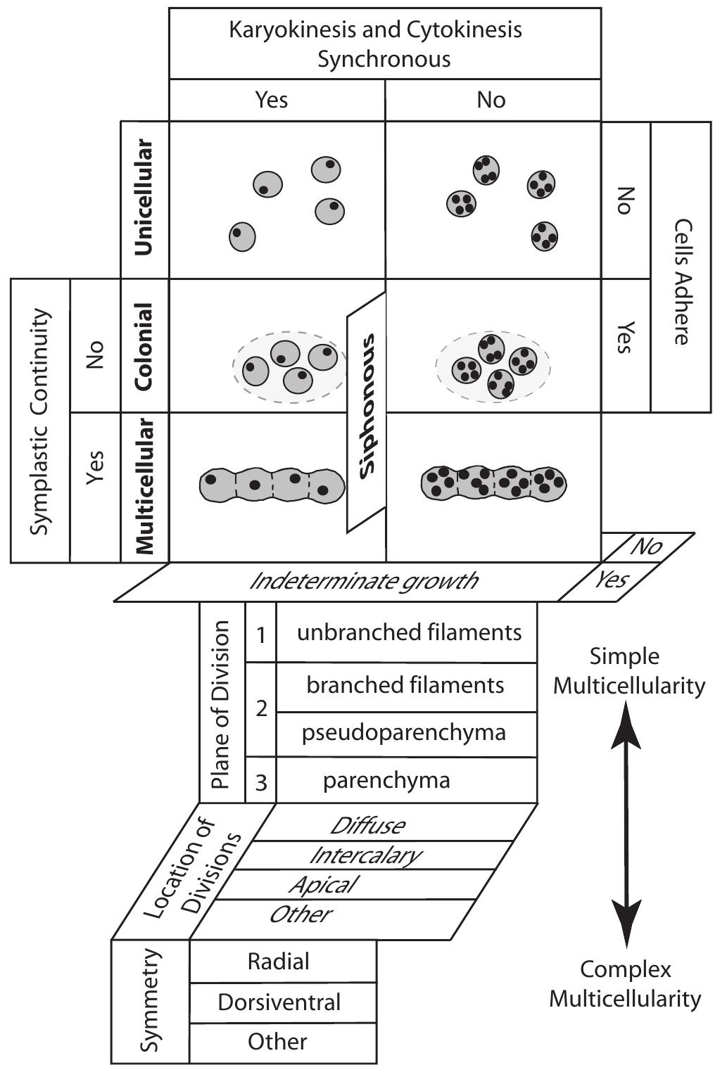 The four major plant body plans shown in bold (unicellular,