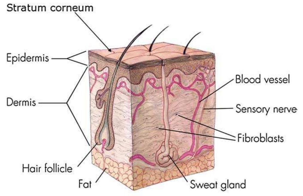 Structures In The Skin Skin structures. a cross-section of the skin shows the
