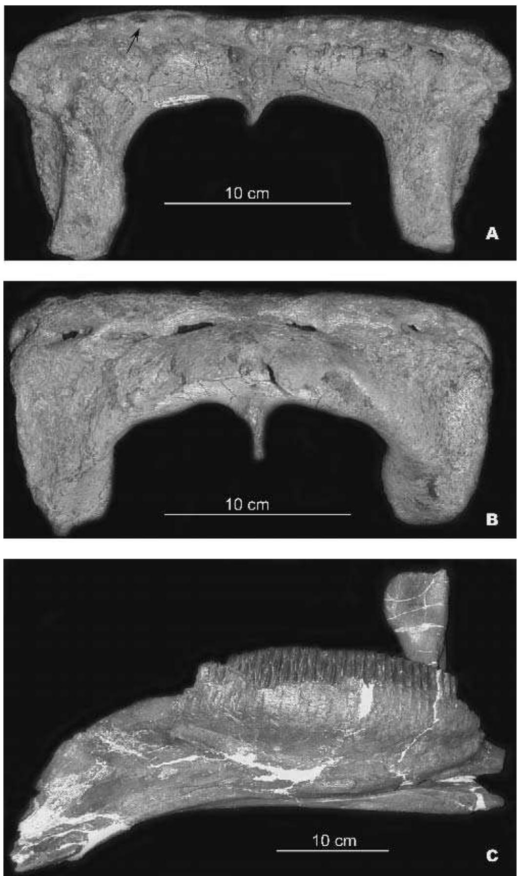 Predentary Dorsal (a) and ventral (b) views of brachylophosaurus