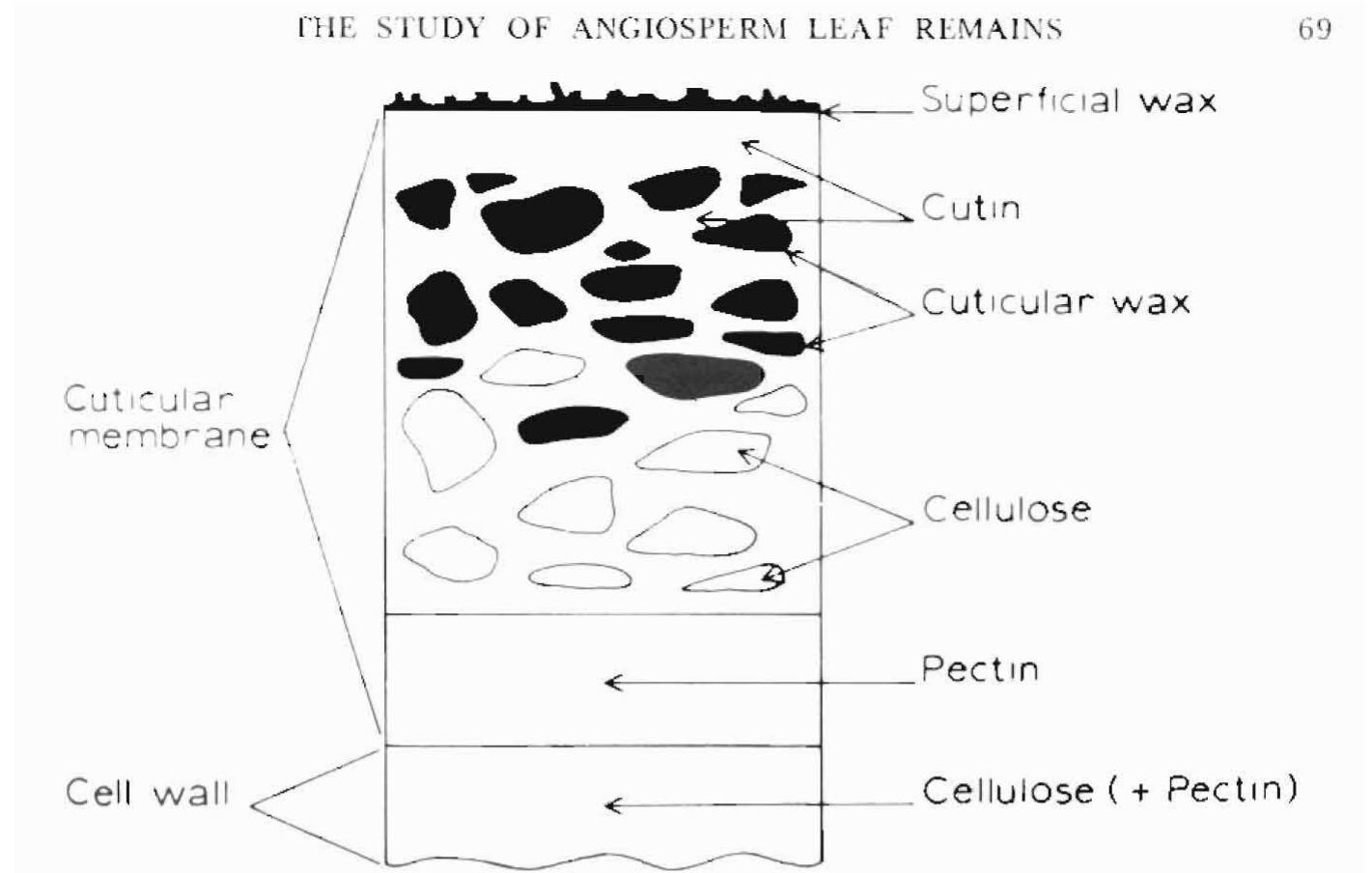 fine structure of the cuticular membrane. (reproduced with