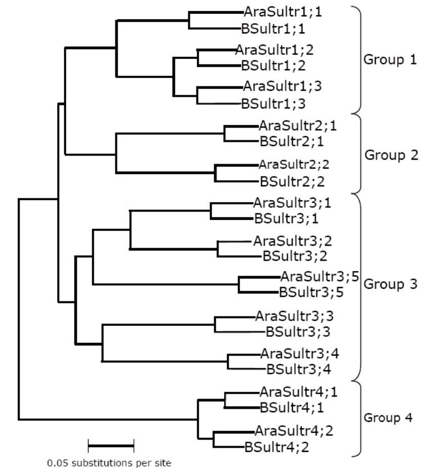 Figure 3 - from Sulfate permeasesphylogenetic diversity of
