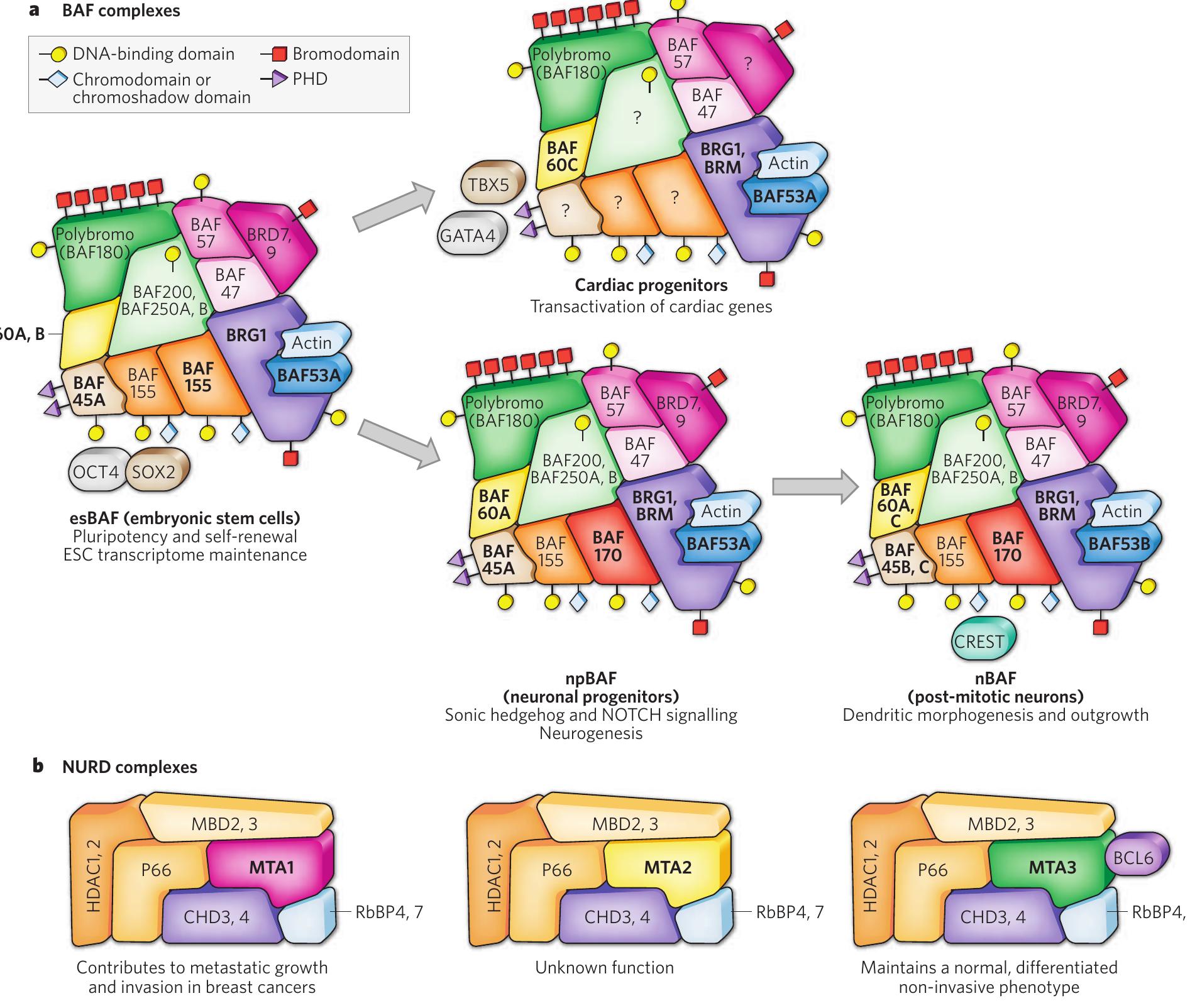 (PDF) Chromatin remodelling during development