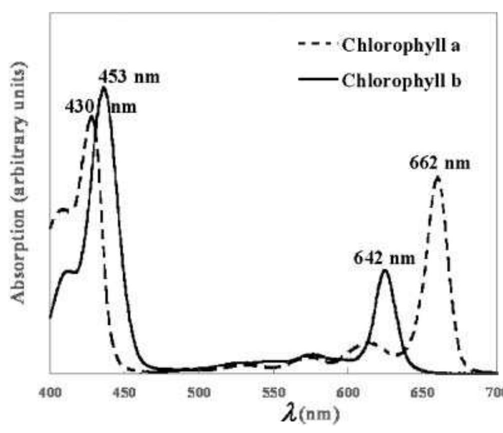(PDF) Retrieval of chlorophyll content and LAI of crops using ...