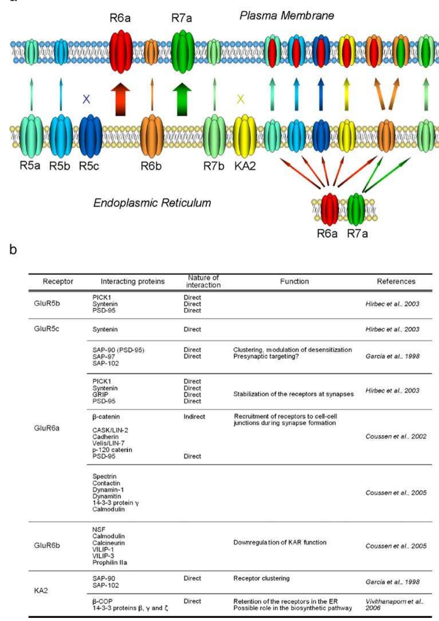 (PDF) Kainate receptors
