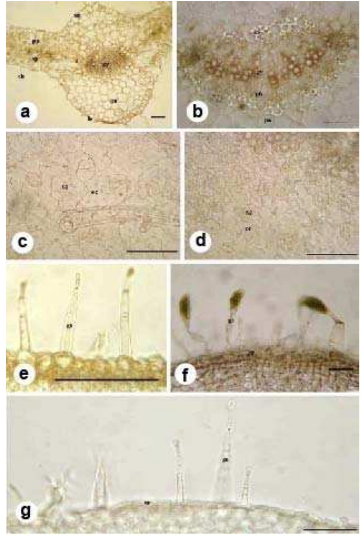 Figure 3 - from Comparative anatomical studies on some