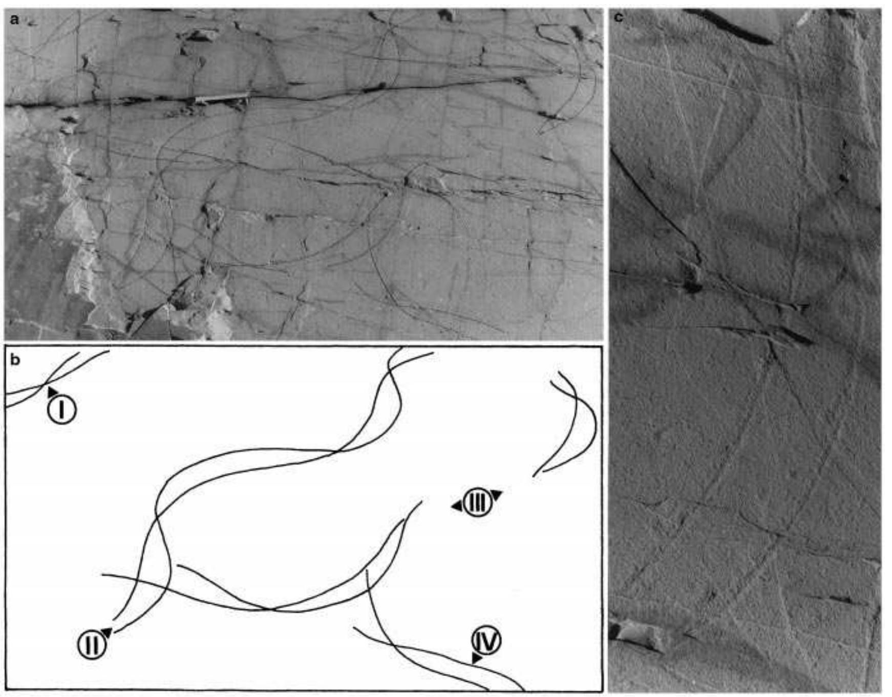 Undichna Fish (PDF) The fish trace fossil Undichna from the Cretaceous of Spain