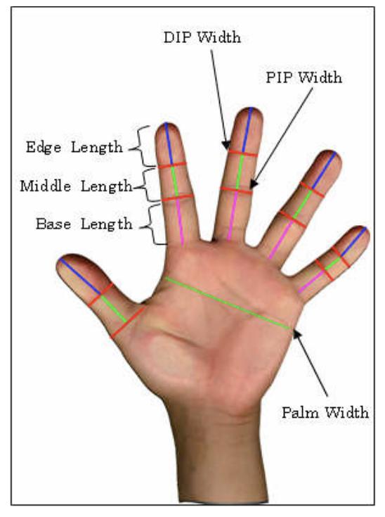 Hand Model Dimensions Pdf (PDF) Image measurement of hand dimensions and model-based human hand ...