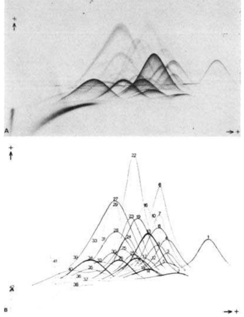 A. photograph showing the precipitation pattern of m.
