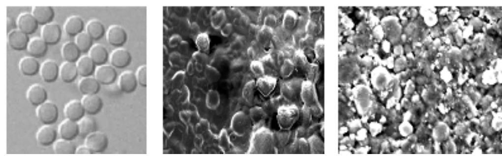 (PDF) Effect of Zinc Oxide Nanoparticles on the Growth of Mycotoxigenic ...