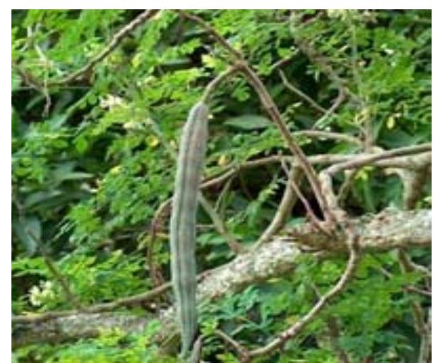 Mathunga Benefits A Review on Medicinal Plants with Potential Wound Healing Activity