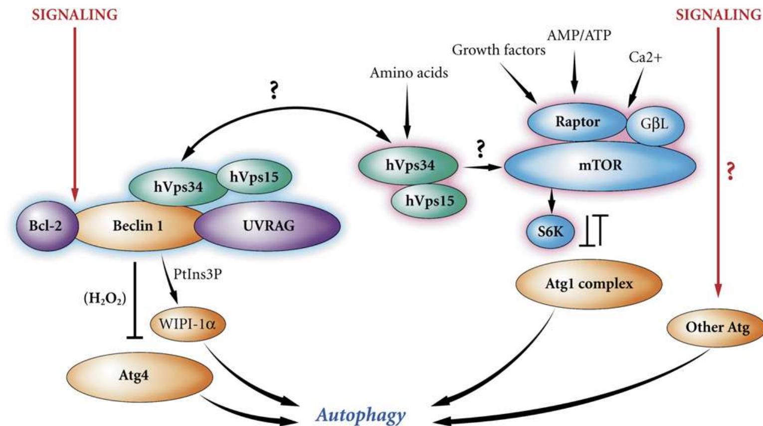 (PDF) Regulation of macroautophagy by mTOR and Beclin 1 complexes