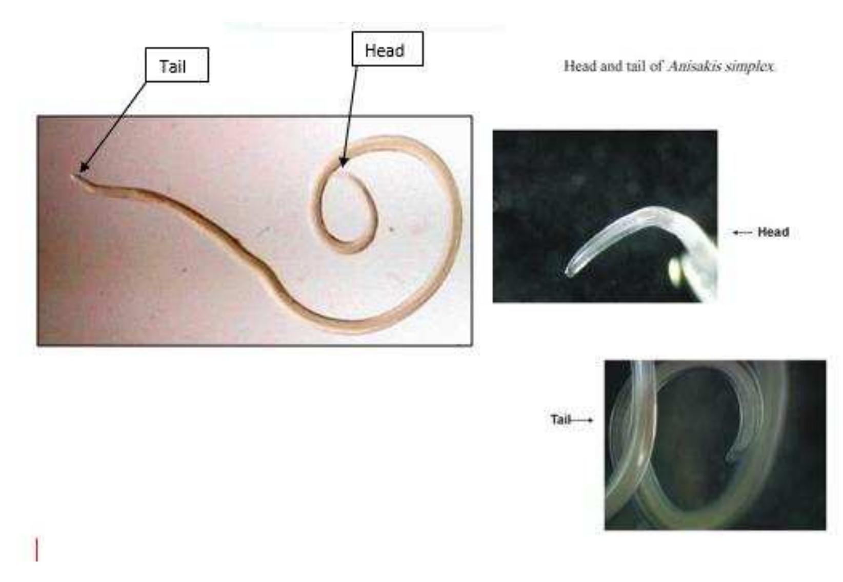 (PDF) IDENTIFICATION OF ANISAKIS SPP. (NEMATODA: ANISAKIDAE) INFECTING ...