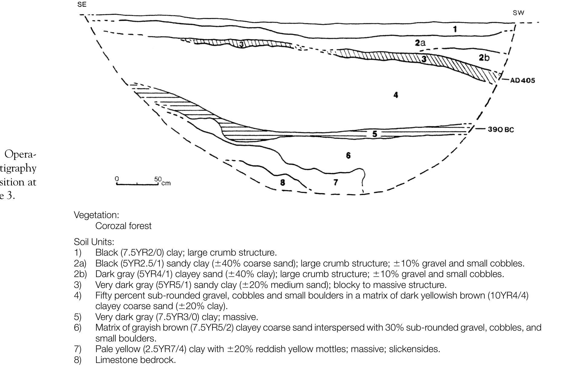 Beyond the delta was a concomitant aggradation of finer sediments across the Far Western Bajo floor. Fif- teen trenches excavated in this bajo revealed a general buried soil (paleosol). In Operation BH9, this ancient soil comprises Unit 5a (Figure 6), where faint organic matter (Saprist) and pollen were fortuitously preserved. Most of the pollen was partially oxidized but could still be readily identified. That pollen assemblage was domi- nated by Typha (cattail), a plant characteristic of peren- nial wetlands and lake margins, and by other aquatic veg-  Another line of evidence about environmental change in these bajos can be found in the isotopic com- position of carbon (C) in organic matter (OM) in the buried soils found in the bajos flanking La Milpa. The composition of Unit 5a in Operation BH9 also indicates that this buried horizon represents an ancient peat layer that formed within a perennial wetland (Figure 7). Sim- ilar findings have been reported from buried soil found in a large bajo near Nakbe (Figure 1) (Jacob 1995). Plants with a C3 photosynthetic pathway have a 6¥C value near —27%o, whereas plants with a C4 pathway have a dC value near —14%o. OM in surface soils in the Nakbe and La Milpa bajos had an average value near —27%o, re- flecting the present-day arboreal, seasonal swamp forest vegetation. In the buried soils at Nakbe, however, OM had average values around —23%o, suggesting the deriva-  tion of OM from both C4 and C3 herbaceous plants and 