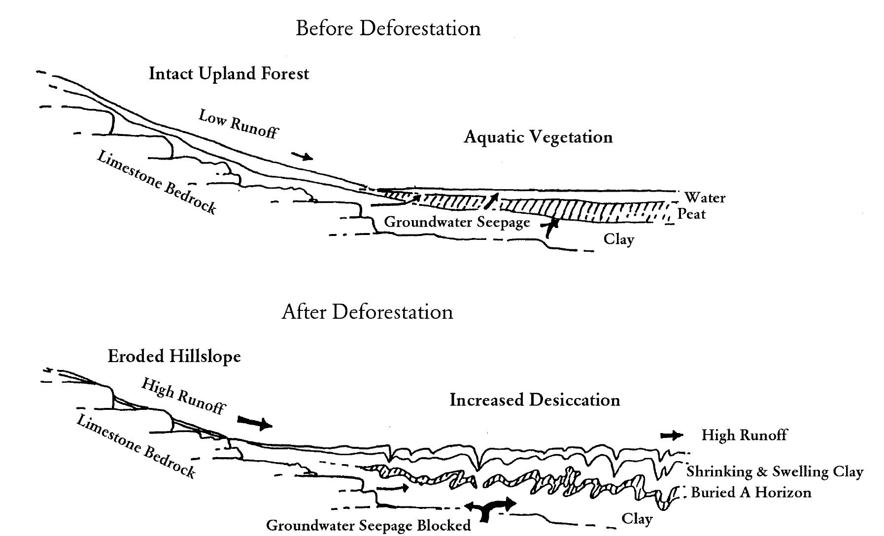 Figure 8. Schematic representation of anthropogenic change in an interior Maya Lowlands bajo.  The violent distortion and fragmentation of Unit 3 and lower strata in Operation BH9 (Figure 6) is the re- sult of significant argilloturbation (clay shrink and swell activity) (Beach et al. forthcoming). One factor contrib- uting to this argilloturbation was probably differential pressure-loading and confining pressure within the accu- mulating sediment comprising Units 3 and 4 (Paton 1974). Another contributing factor was the onset of drying and wetting extremes, probably reflecting defor-  The Preclassic population in the La Milpa area was smaller than later Classic numbers, but they probably 