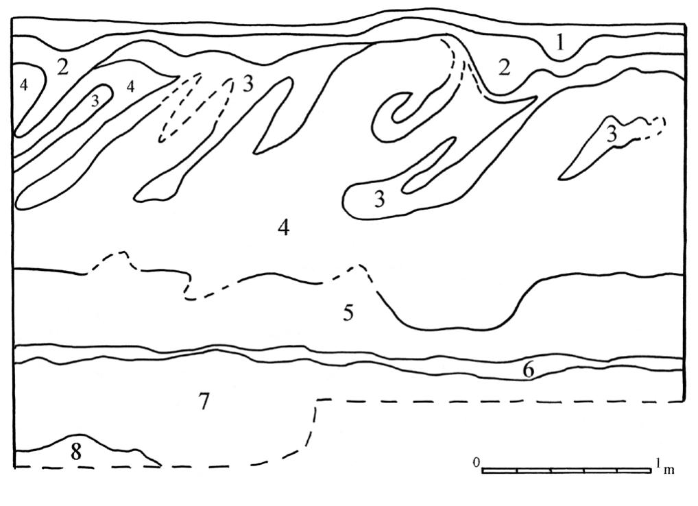 a a aa  Mixed palm bajo forest. 