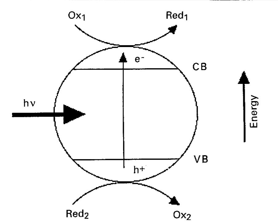 Fig. 1. A schematic of photodriven events at a TiO, particle in con- tact with a medium containing an oxidant, Ox, (e.g., O2) and a reductant, Red, (e.g., an organic substrate). 