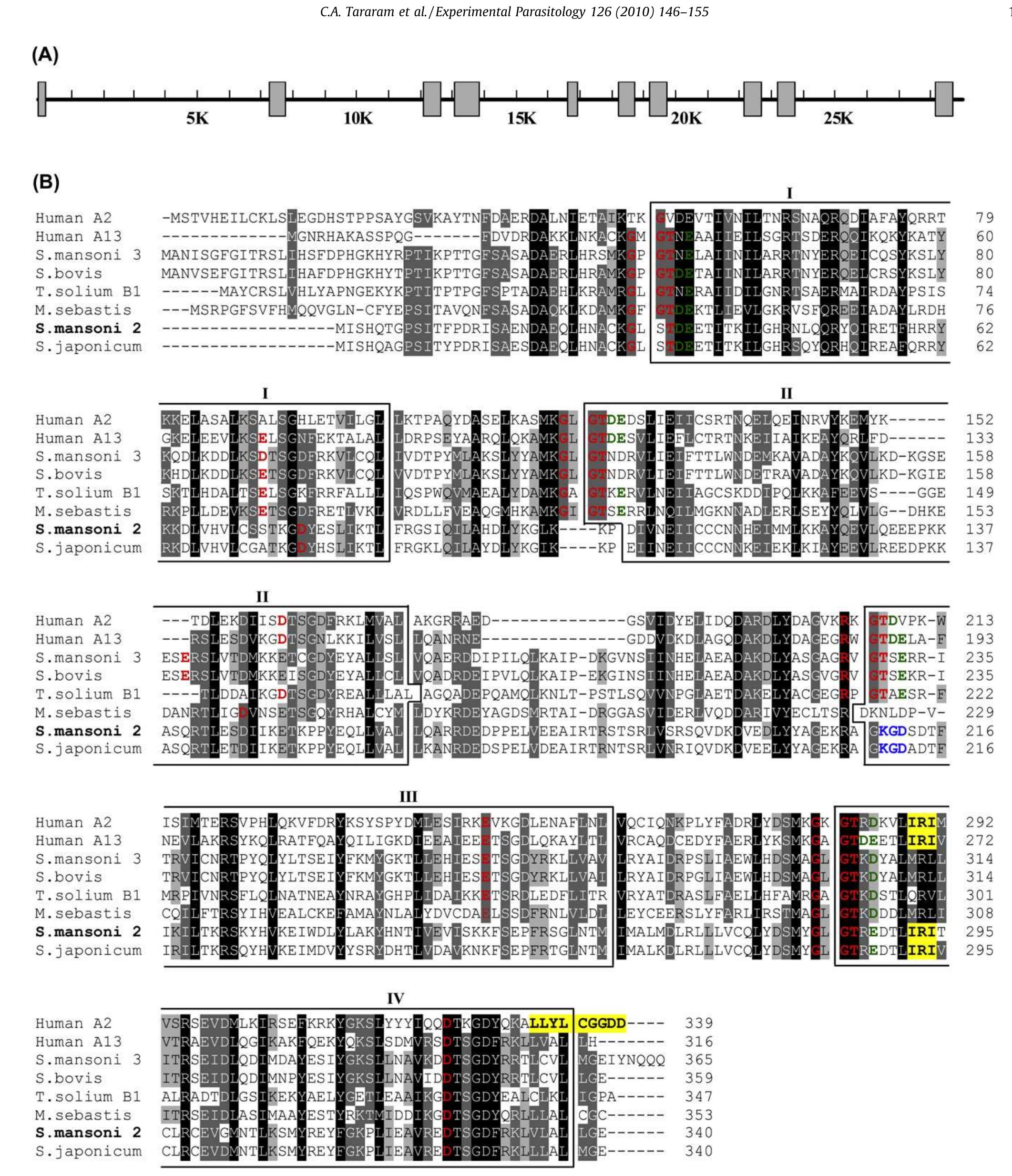 (PDF) Schistosoma mansoni Annexin 2: Molecular characterization and ...