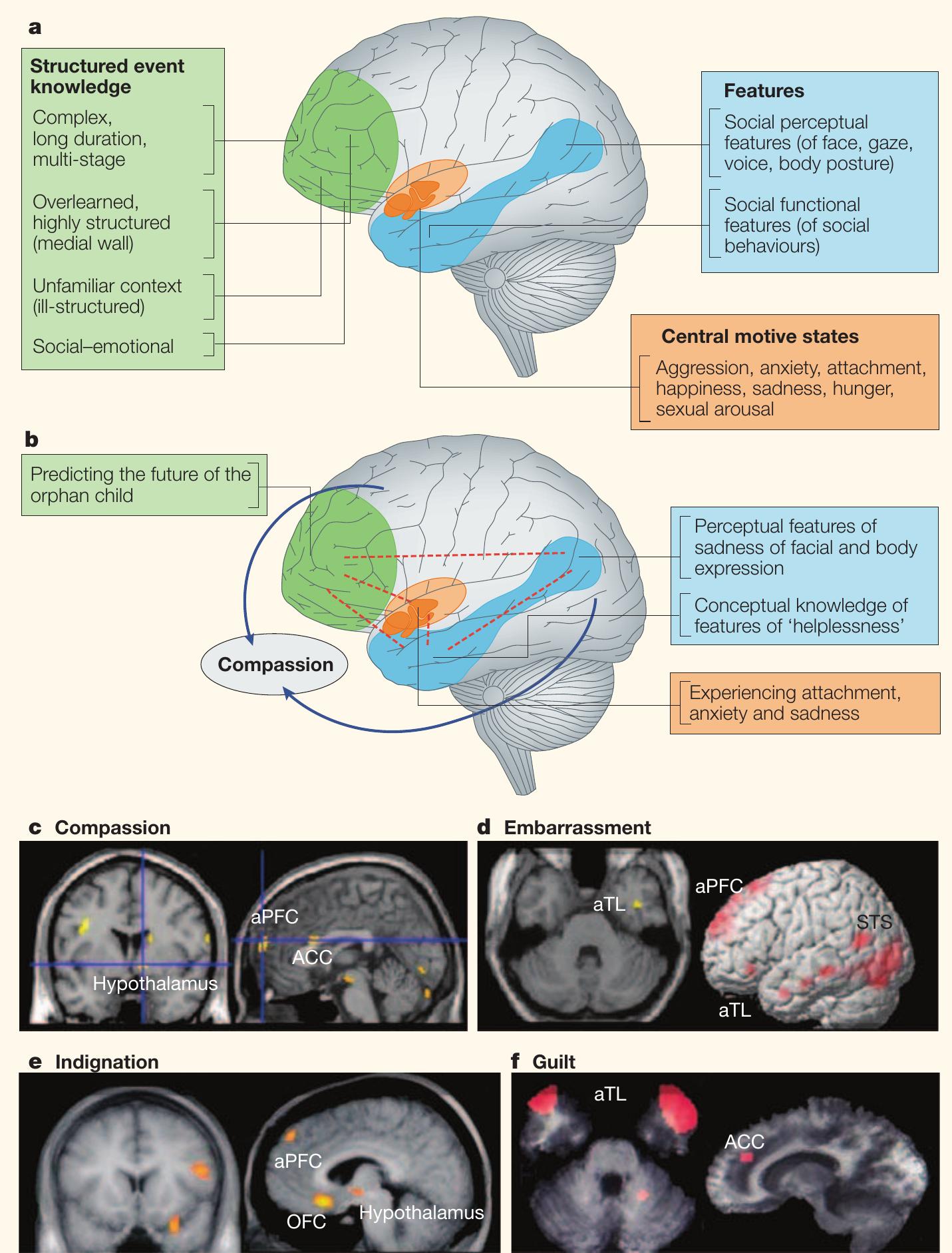 (PDF) The neural basis of human moral cognition