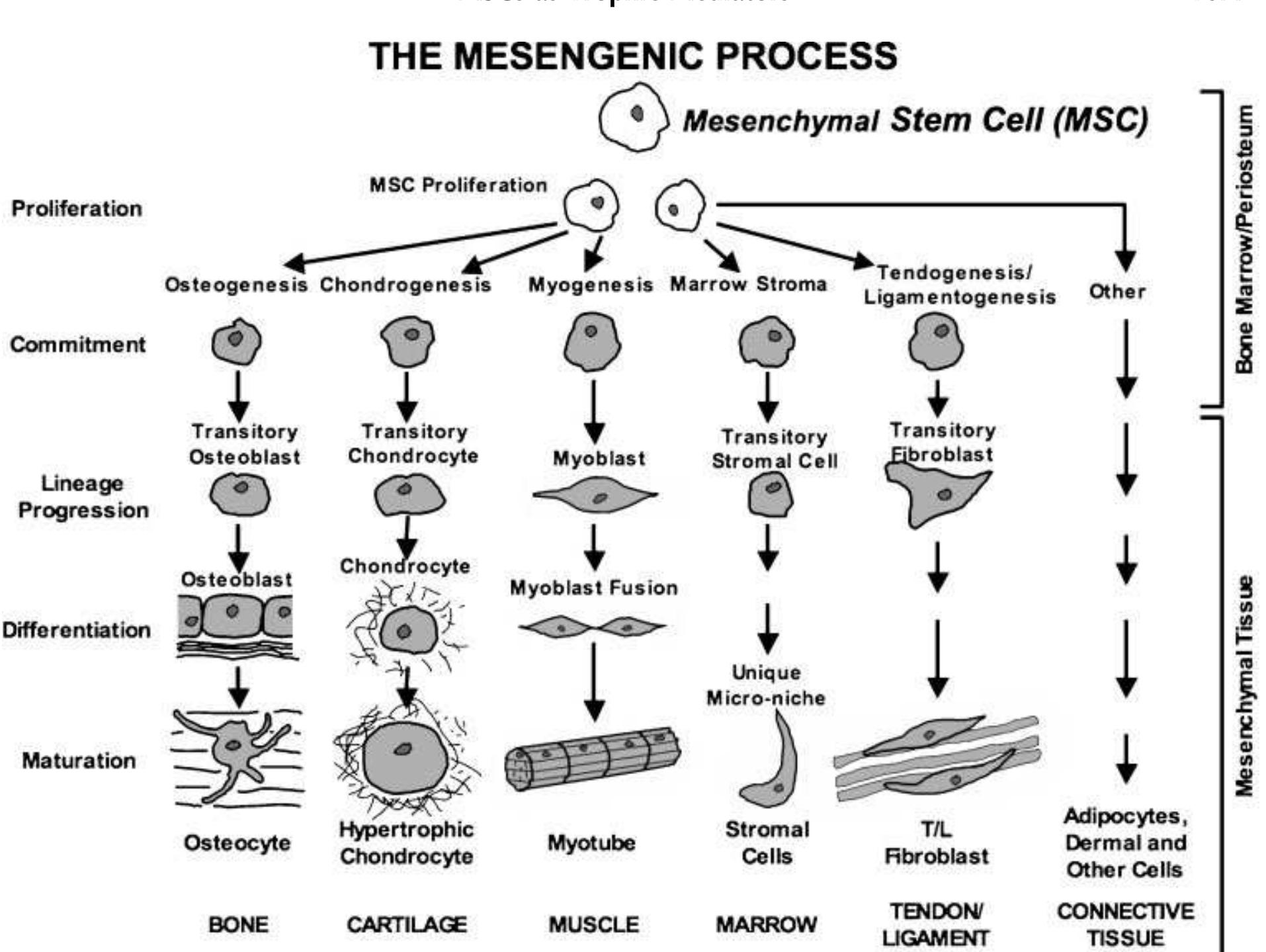 (PDF) Mesenchymal stem cells as trophic mediators