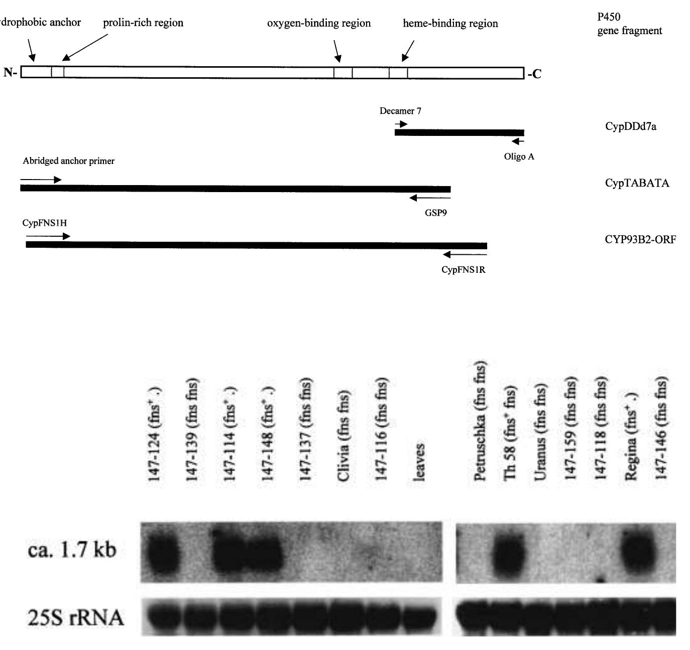(PDF) Cloning and expression of flavone synthase II from Gerbera hybrids