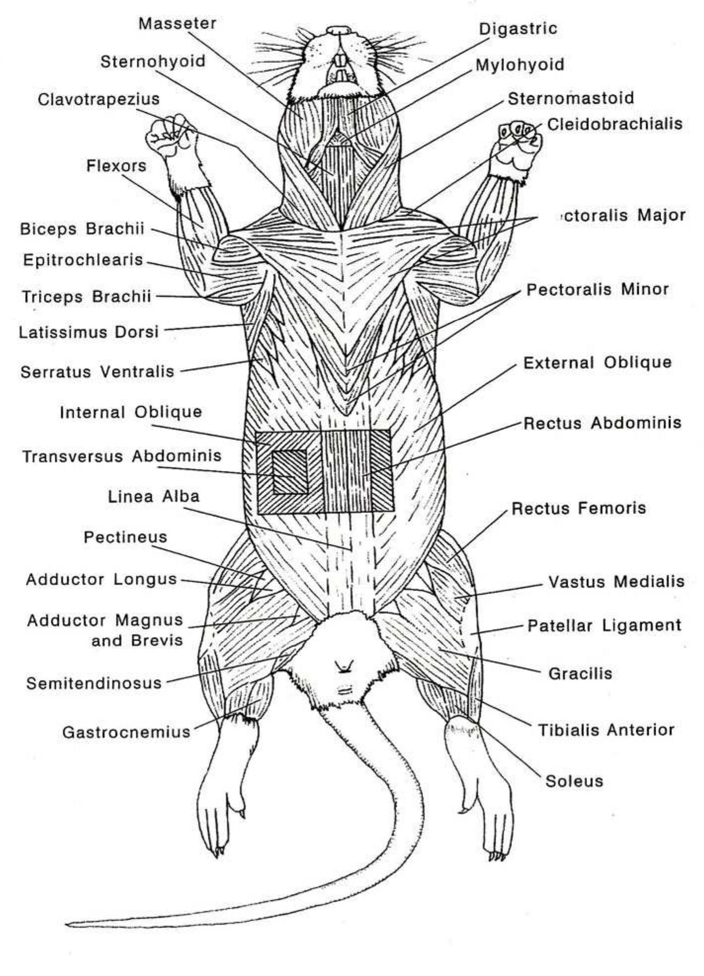 (PDF) RAT DISSECTION GUIDE