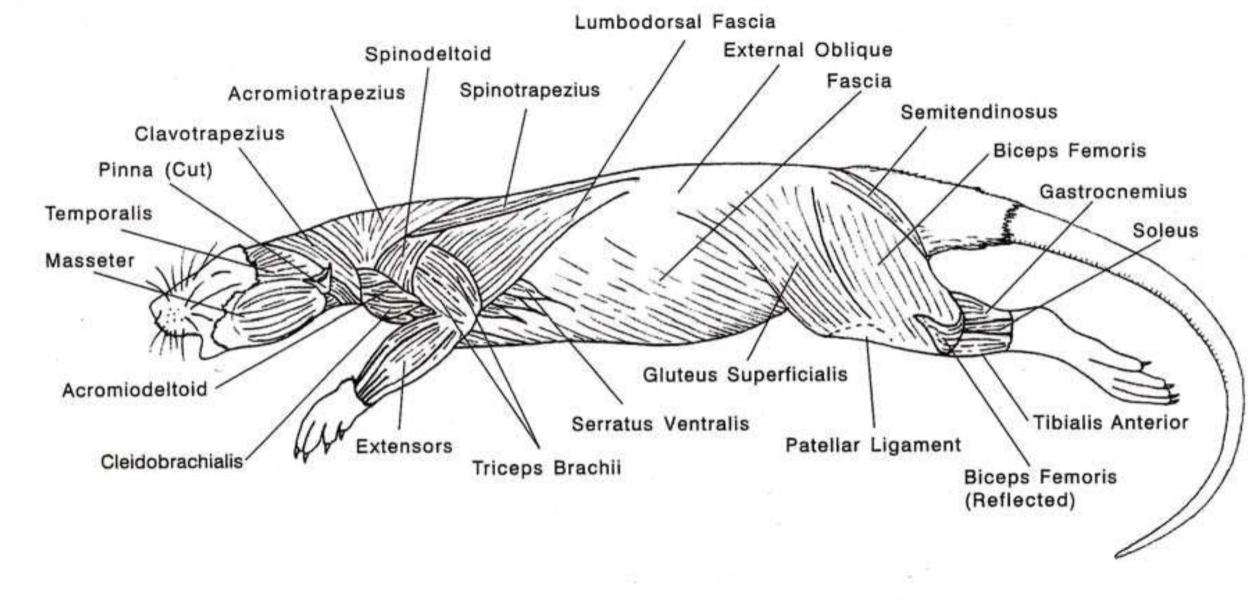 Rat Dissection Guide.pdf Figure 5 - from RAT DISSECTION GUIDE