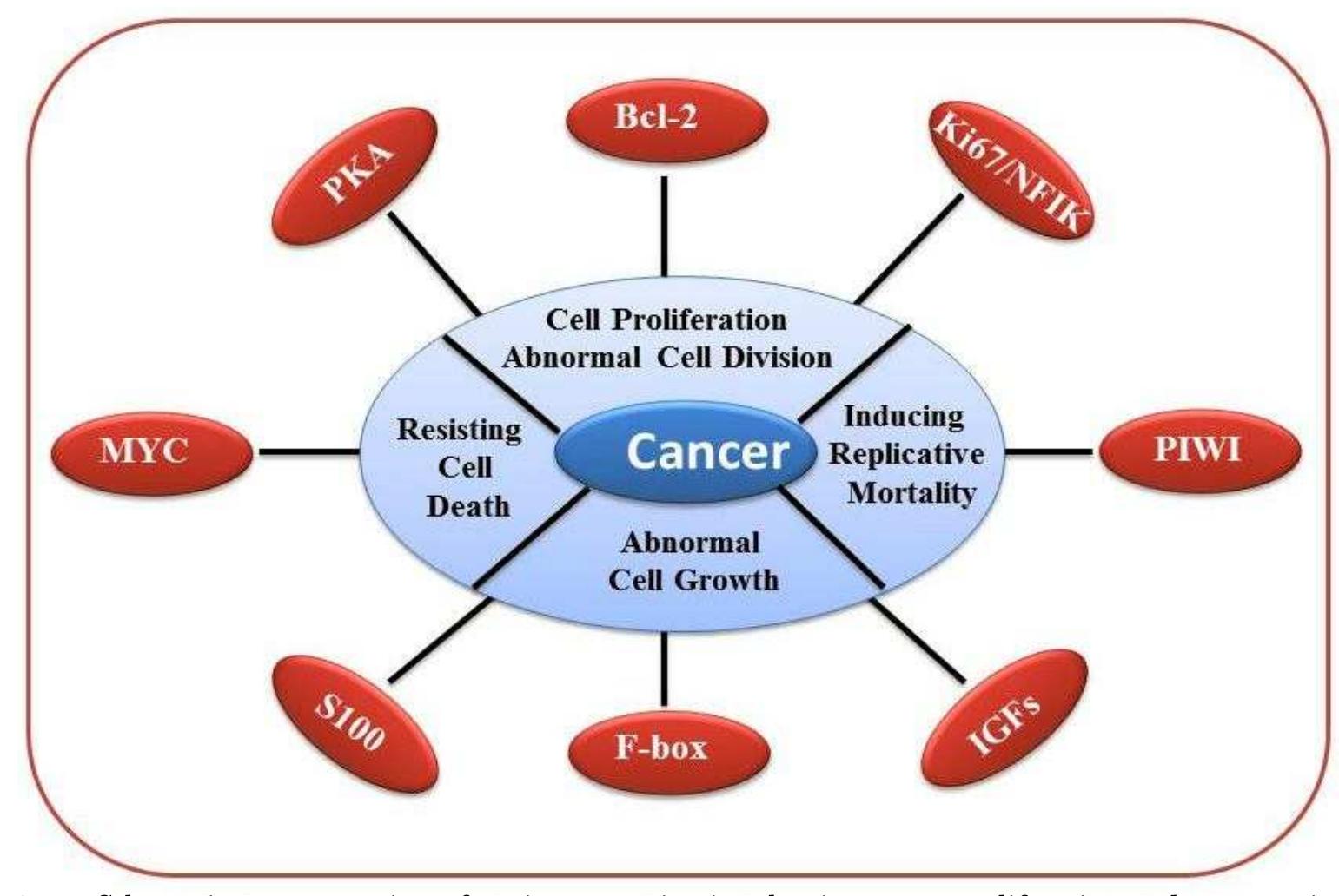 Schematic representation of various proteins involve in