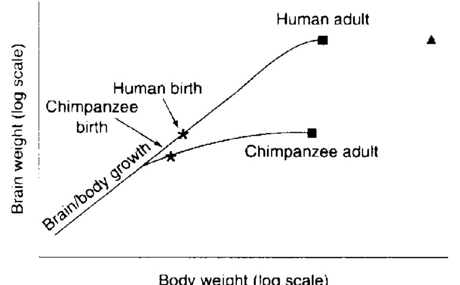 (PDF) From caveman cuisine to fast food: the evolution of human nutrition