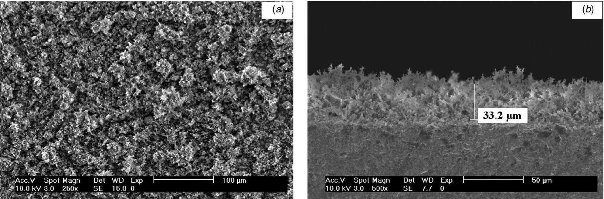 Sem images of a typical surface (a) and cross section (b) of